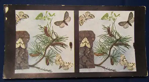Sammlung 10 Stereo Abb. Aus dem Leben der Insekten Chromoplast No.92 1915 js
