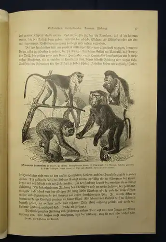 Haacke Die Schöpfung der Tierwelt 1893 1 Karte 469 Abb. im Text u. auf 20 Taf mb