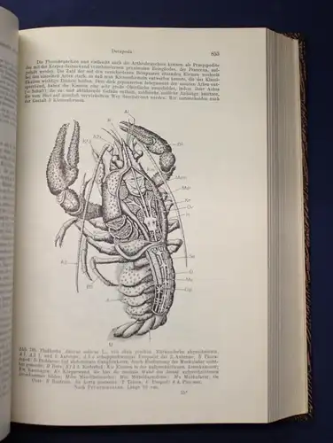 Kaestner Lehrbuch der Speziellen Zoologie Teil 1 Lief. 1-3 1954- 1963 Tiere js
