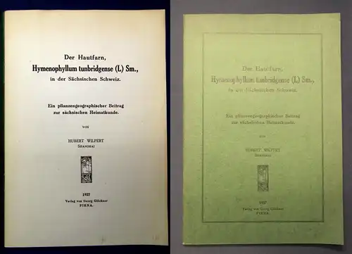 Wilpert Der Hautfarn,Hymenophyllum tunbridgense(L) Sm.,Sächs.Schweiz 1937 js