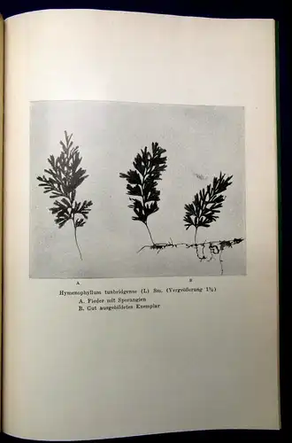 Wilpert Der Hautfarn,Hymenophyllum tunbridgense(L) Sm.,Sächs.Schweiz 1937 js