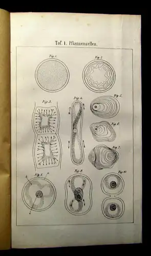 Neubert Betrachtungen der Pflanzen und ihrer einzelnen Theile 1865 Selten  mb