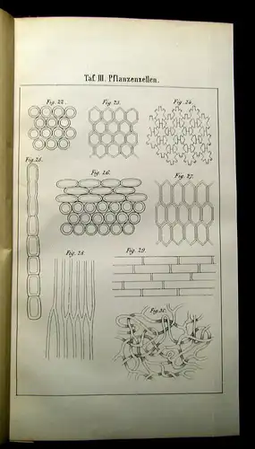 Neubert Betrachtungen der Pflanzen und ihrer einzelnen Theile 1865 Selten  mb