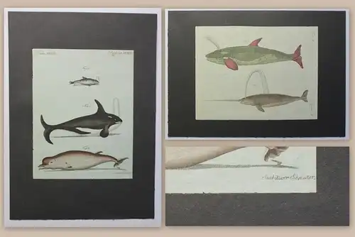 2 kolorierte Kupferstiche Fische Wale aus Betuch Bilderbuch für Kinder um 1810