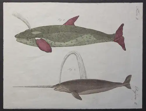 2 kolorierte Kupferstiche Fische Wale aus Betuch Bilderbuch für Kinder um 1810