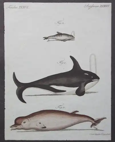 2 kolorierte Kupferstiche Fische Wale aus Betuch Bilderbuch für Kinder um 1810