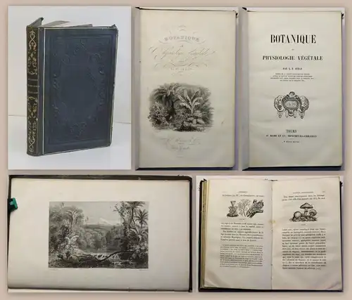 Jehan Botanique et Physiologie Végétale 1847 Pflanzenkunde Biologie Botanik xz