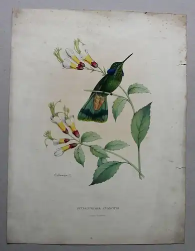 handkolorierte Lithografie Petasophora Cyanotis um 1870 Flora Fauna Pflanze sf