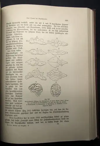 Sterne Werden und vergehen Eine Entwicklungsgeschichte 2 Bde. Kosmos 1905/06 js