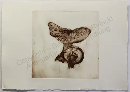 Original Radierung Pilz Fliegenpilz Lamellenpilz um 1985 ca 14,5x14,5 cm Grafik