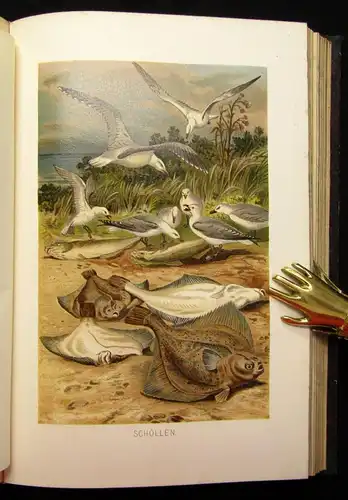 Brehms Tierleben Fische 8.Bd apart 1892 Naturwissenschaften Tiere js