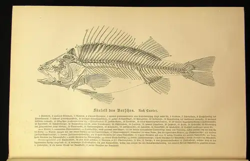 Brehms Tierleben Fische 8.Bd apart 1892 Naturwissenschaften Tiere js