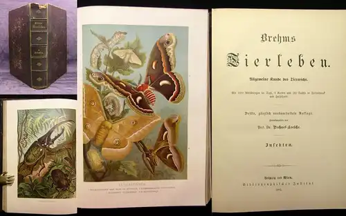 Brehm Tierleben Die Säugetiere 9. Bd apart 1892 Naturwissenschaften Tiere js
