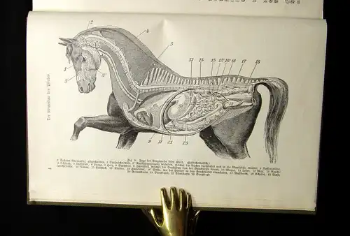 Steuert Das Buch vom gesunden und kranken Haustier 1914 Wissen Tierarzt mb