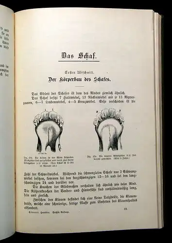 Steuert Das Buch vom gesunden und kranken Haustier 1914 Wissen Tierarzt mb