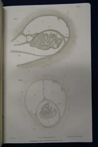 Knapp/ Moos Zeitschrift für Ohrenheilkunde 17.& 18. Band 1887 Medizin Wissen sf
