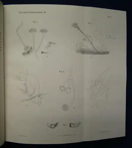 Knapp/ Moos Zeitschrift für Ohrenheilkunde 19.& 20. Band 1889 Medizin Wissen sf