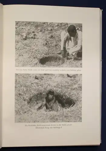 Heck Aus der Wildnis in den Zoo 1930 Geschichte Afrika Landeskunde Tiere sf