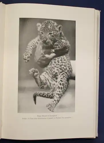 Heck Aus der Wildnis in den Zoo 1930 Geschichte Afrika Landeskunde Tiere sf