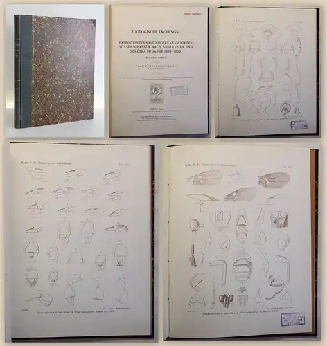 Kohl Zoologische Ergebnisse Expedition Südarabien & Sokóta HYMENOPTEREN 1906 xz