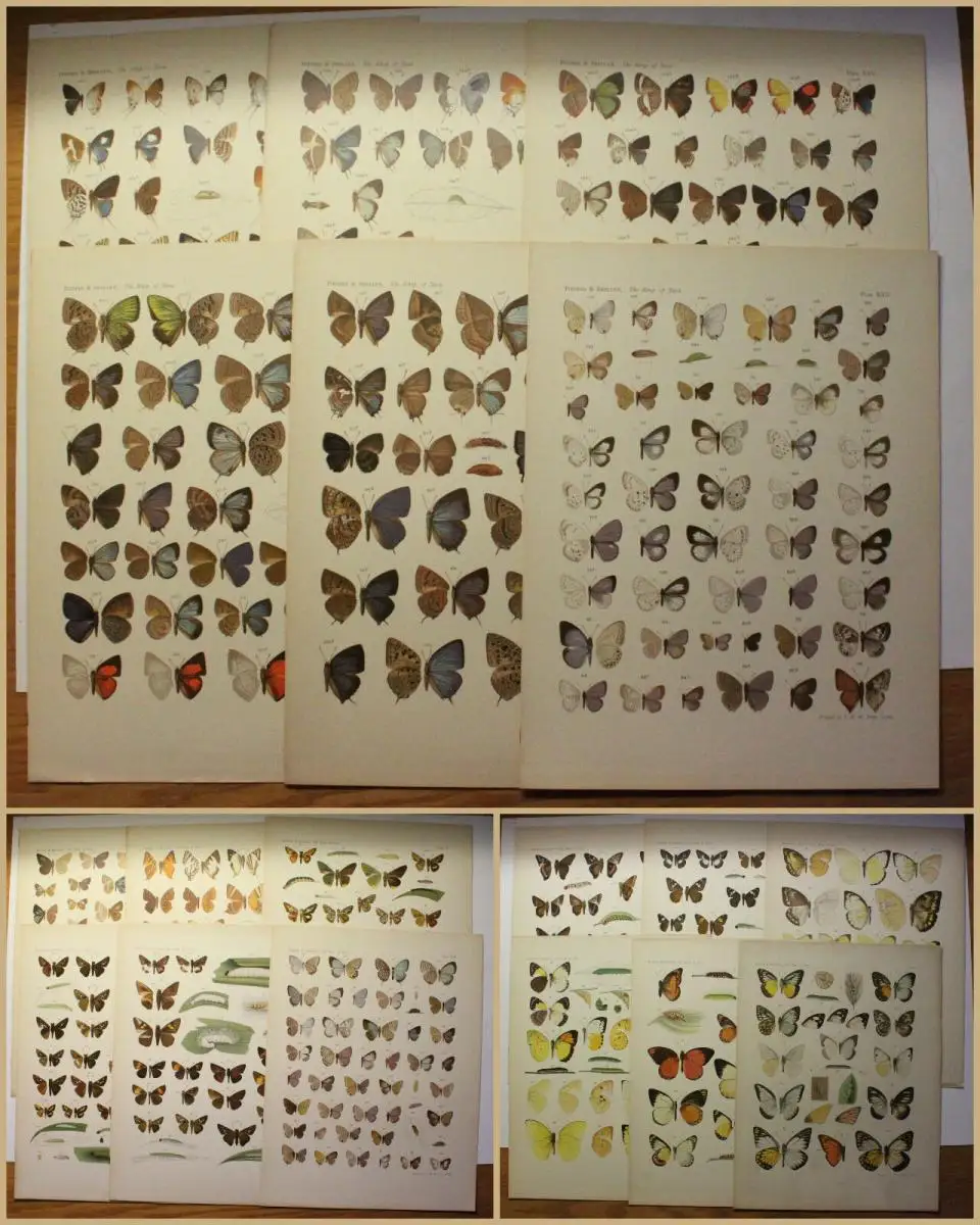 19 Tafeln lithografiert Piepus/ Snellen  The Rhopalocera of Java um 1920 xy 0