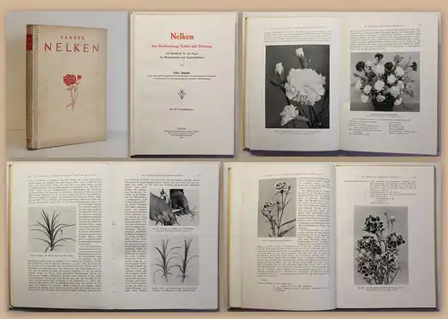 Sander Nelken Beschreibung Kultur und Züchtung 1931 Gartenbau Blumen Fachbuch xz