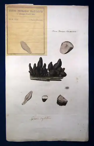 Huth Sammlung 7 Bll. kolorierte Stiche "Pilze & Flechten" 1753 Flora Danica js