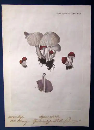Huth Sammlung 7 Bll. kolorierte Stiche "Pilze & Flechten" 1753 Flora Danica js