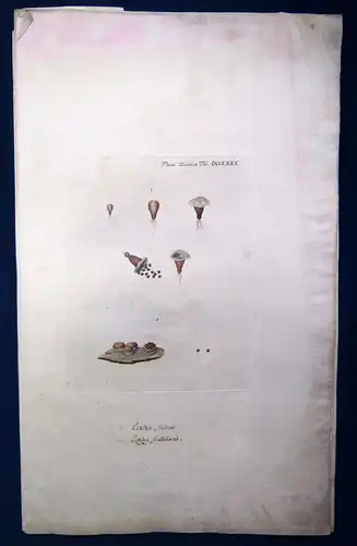 Huth Sammlung 7 Bll. kolorierte Stiche "Pilze & Flechten" 1753 Flora Danica js