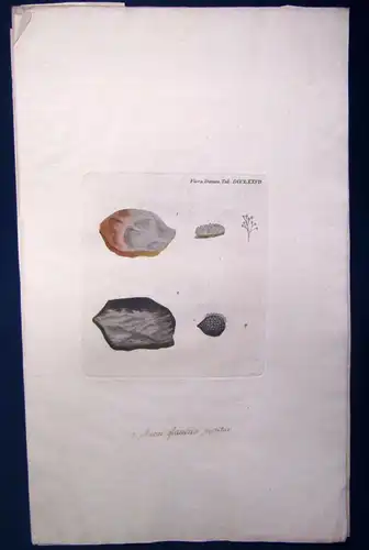 Huth Sammlung 7 Bll. kolorierte Stiche "Pilze & Flechten" 1753 Flora Danica js