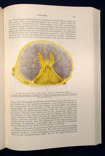 Borst Pathologische Histologie ein Unterrichtskurs für Studierende 1950 js