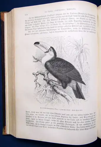 Brehm Die Vögel Seperatausgabe aus dem illustriertem Thierleben 2.Bd 1872 js