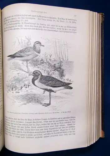 Brehm Die Vögel Seperatausgabe aus dem illustriertem Thierleben 2.Bd 1872 js