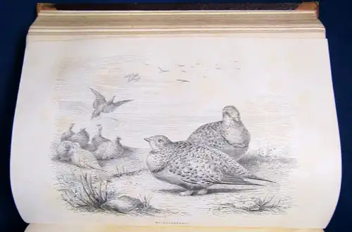 Brehm Die Vögel Seperatausgabe aus dem illustriertem Thierleben 2.Bd 1872 js