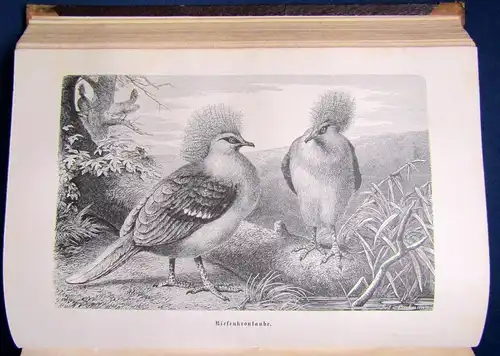 Brehm Die Vögel Seperatausgabe aus dem illustriertem Thierleben 2.Bd 1872 js