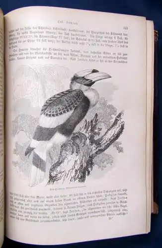 Brehm Die Vögel Seperatausgabe aus dem illustriertem Thierleben 2.Bd 1872 js