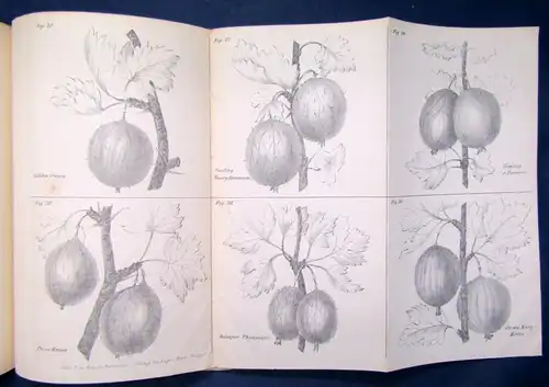 Maurer Das Beerenobst, seiner Kultur 7 Tafeln Stachel- und Johannisbeeren 1883js