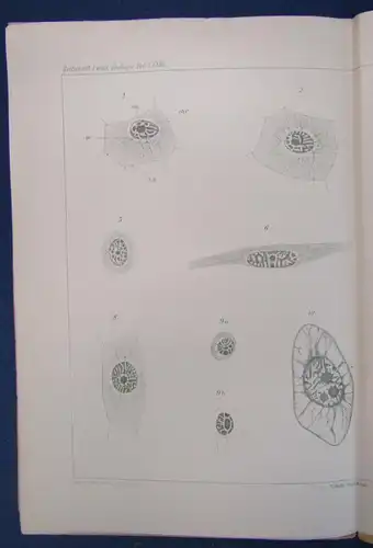 Stauffacher Einiges über Zell- und Kernstrukturen 1903 1 Tafel u. 4 Figuren   js