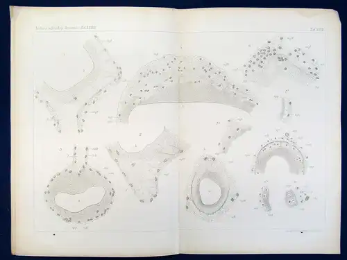 Rohde Ganglienzelle und Neuroglia Tafel XXVI Band XXXXII Mikroskopie o.J. js