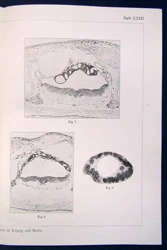 Fischel Über das Differenzierungsvermögen der Gehirnzellen 2 Tafeln 1914  js