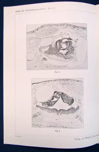 Fischel Über das Differenzierungsvermögen der Gehirnzellen 2 Tafeln 1914  js