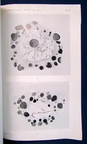 Schreiner Neue Studien über Die Chromatinreifung der Geschlechtszellen 1907 js