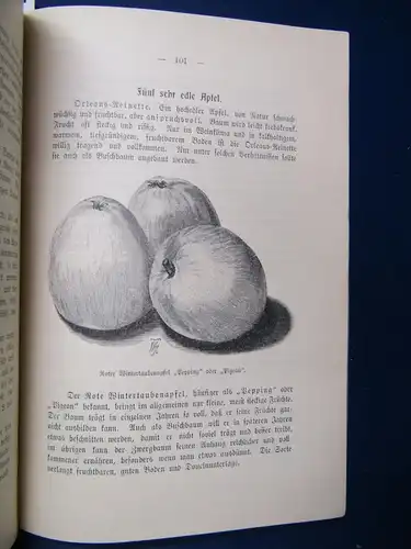 Böttner Das Buschobst 1899 selten Schnell lohnende Obstzucht Vereinfacht js