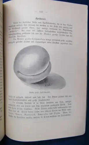 Böttner Das Buschobst 1899 selten Schnell lohnende Obstzucht Vereinfacht js