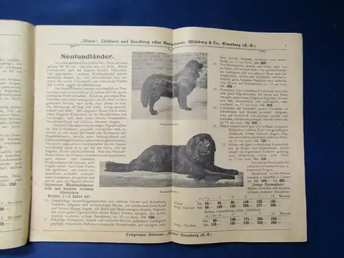 Original Illustrierter Haupt-Katalog der Hunderassen um 1920 Reklame sf