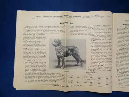 Original Illustrierter Haupt-Katalog der Hunderassen um 1920 Reklame sf