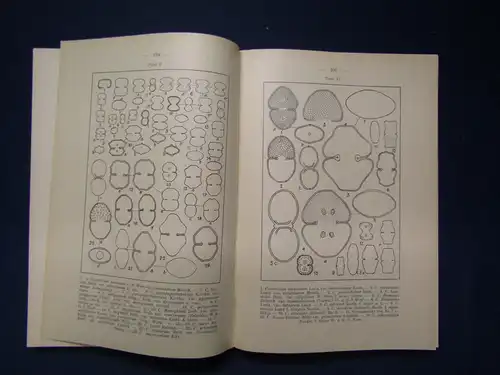 Messikommer Beitrag Kenntnis der Algenflora & Algenvegetation um Davos 1942 sf