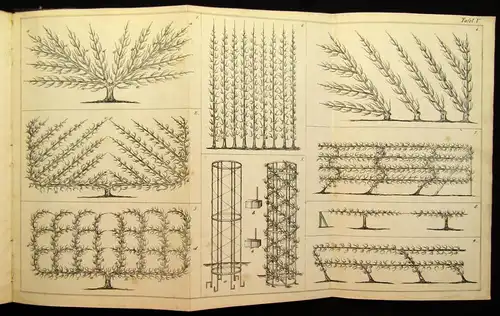 Lucas Die Lehre vom Baumschnitt Für die deutschen Gärten 1866 Botanik  js