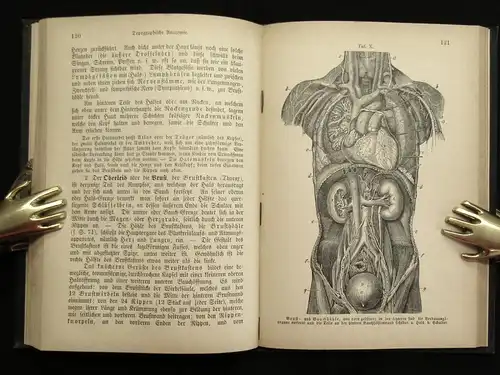 Bock Bau,Leben und Pflege des menschlichen Körpers in Wort und Bild 1884 js