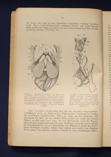 Buchner Einführung in die europäische Meeresmollusken- Fauna 1913 26 Tafeln js